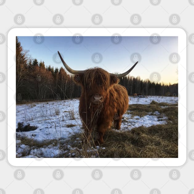 Scottish Highland Cattle Cow 2197 Sticker by SaarelaHighland